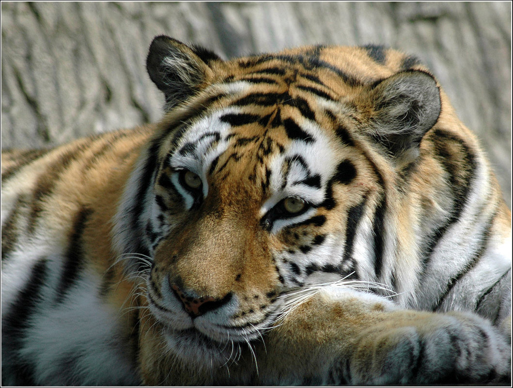 Тигр *** Тhe tiger - Александр Борисов