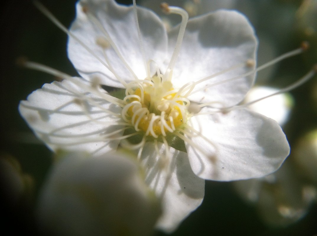 Цветут цветы - Оксана Коробова