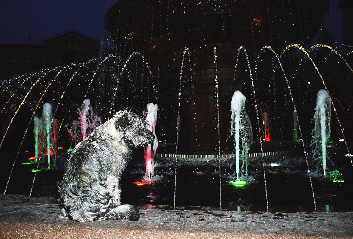 Собака на фонтане - Сергей Коновалов