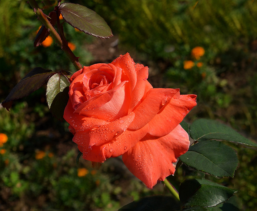 Красная роза ... рубином в бутоне - Luis-Ogonek *
