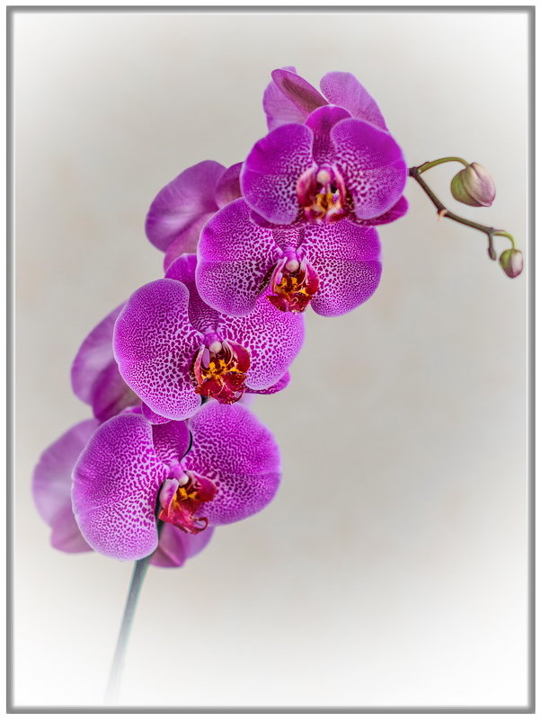Орхидея Phalaenopsis - Александр Морозов