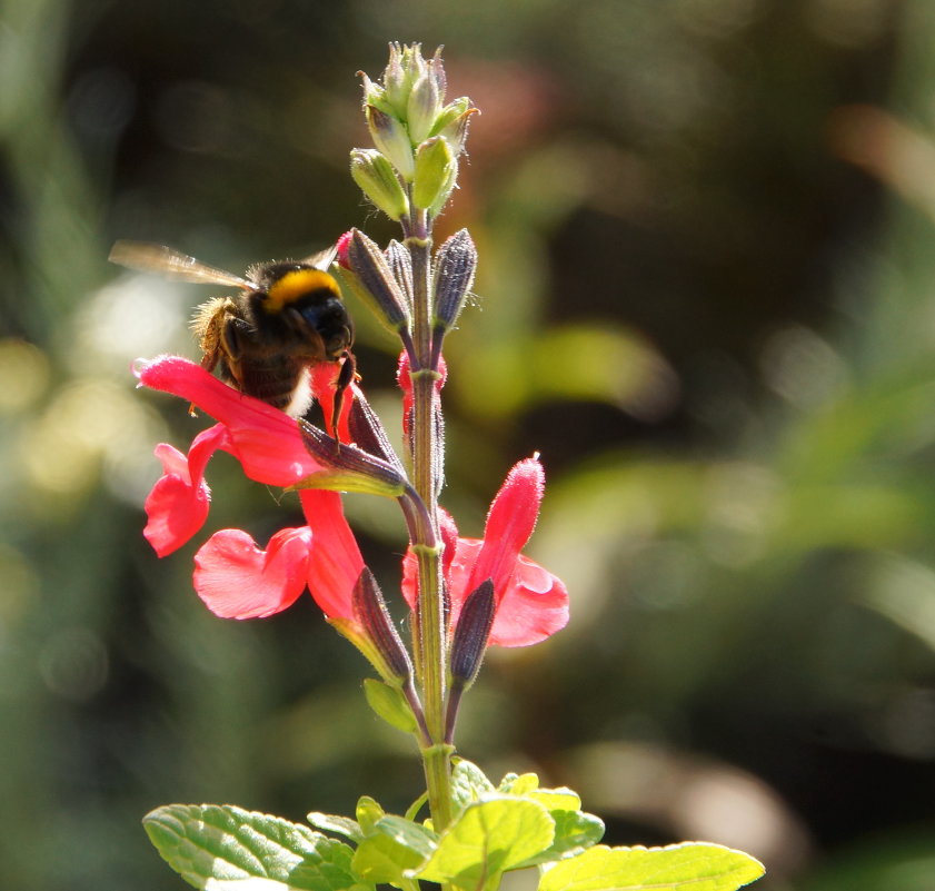 пчела на цветке в саду - Елена Мартынова