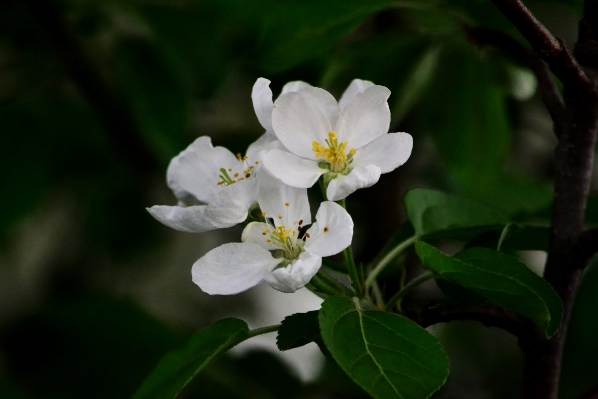 цвет яблони - Александр Титов