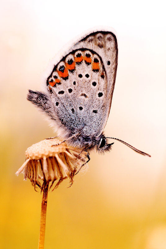 бабочка - славик 