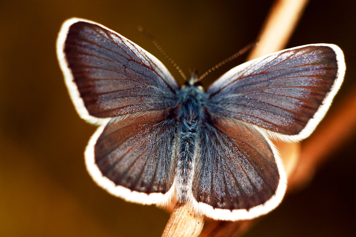 бабочка - славик 