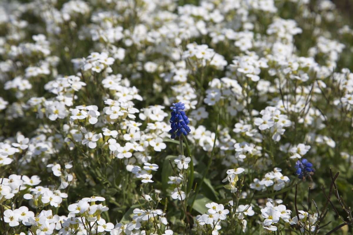 Синий цветочек - Виталий Житков