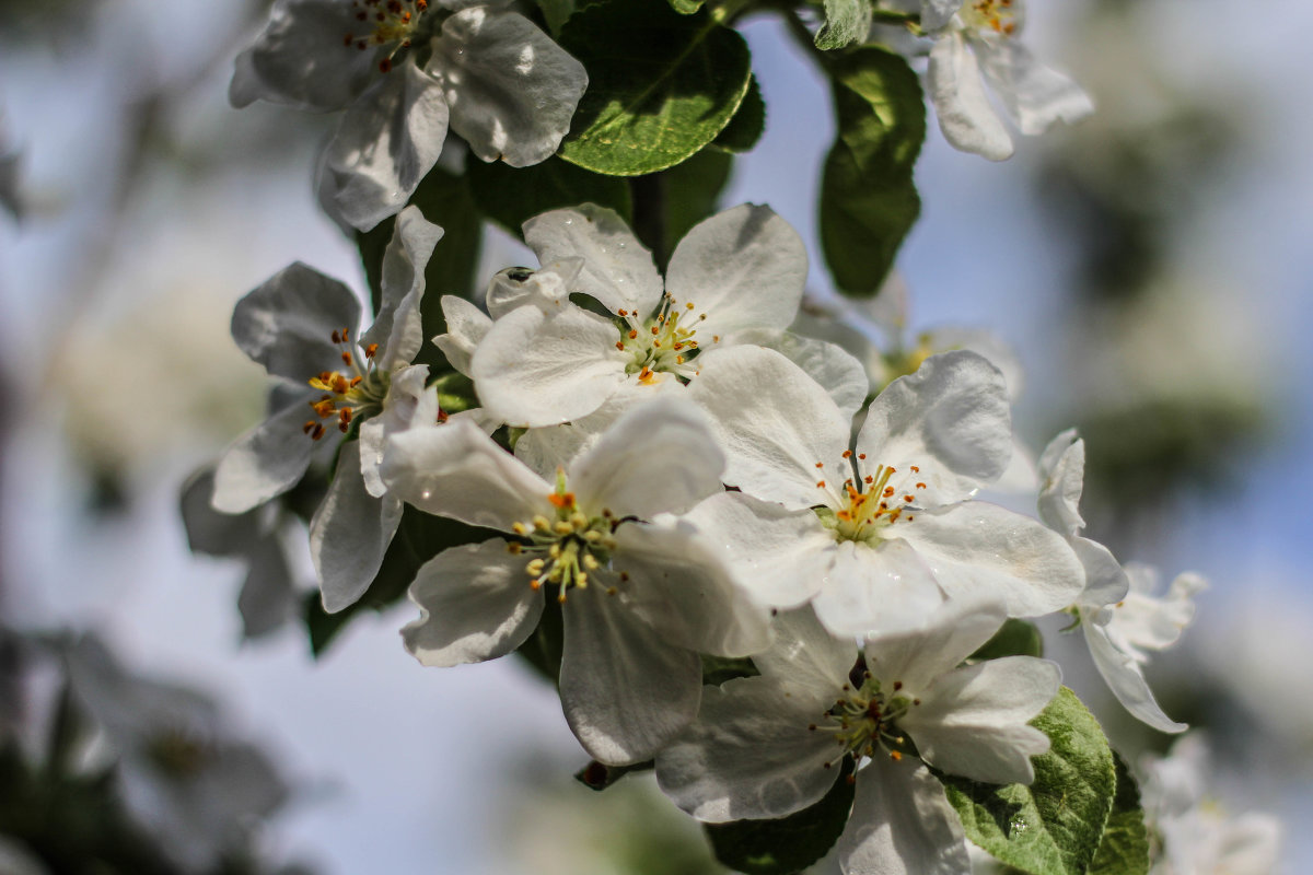 Яблони в цвету - Павел Кузнецов