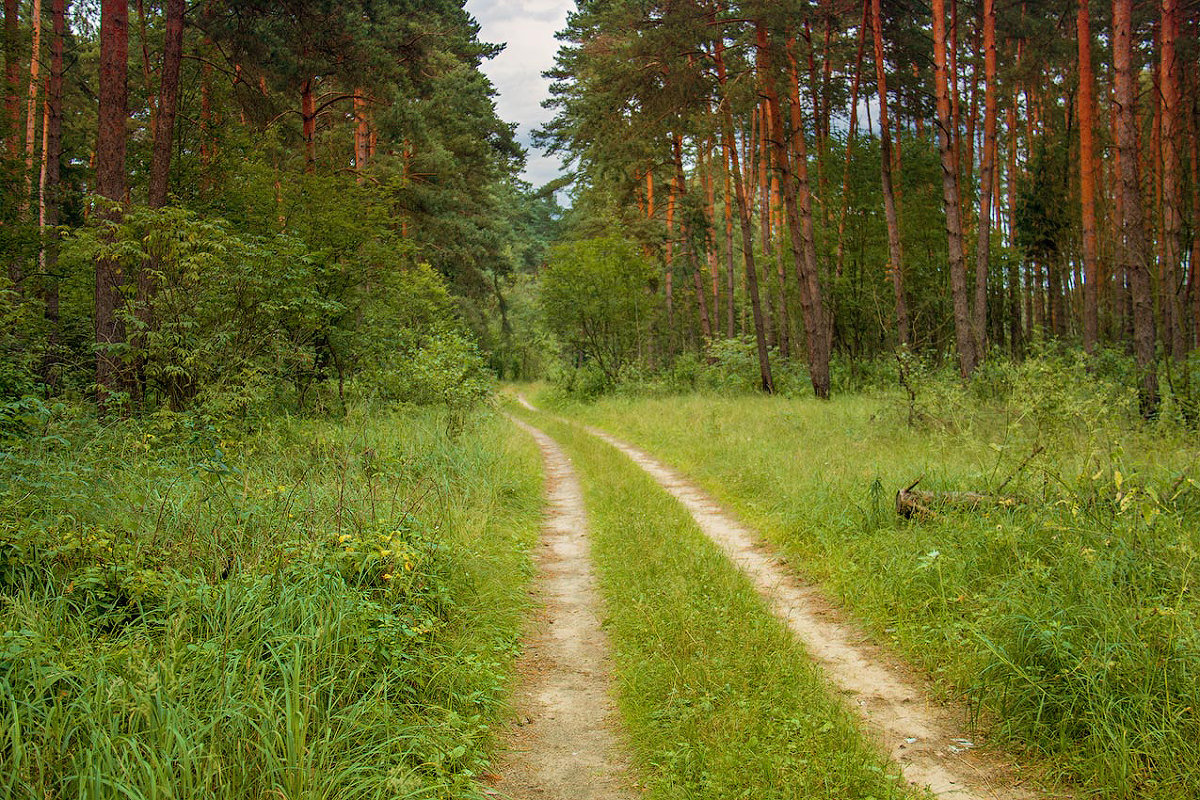 Тропа в лесу - Елена Виноградова