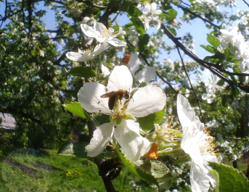 Пчела-труженица - Оксана Коробова