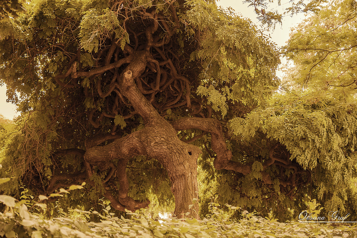 Заколдованное дерево - Оксана Ветрова