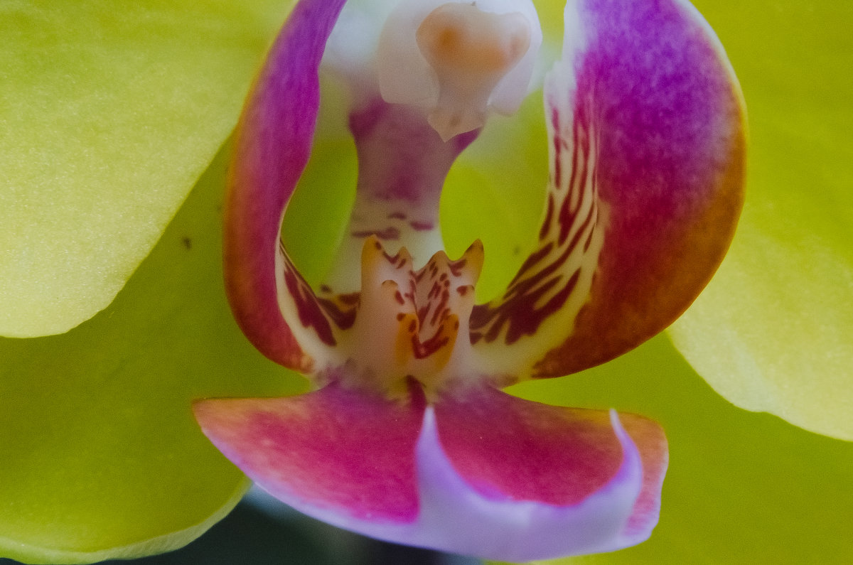 Орхидея - Яна Н.