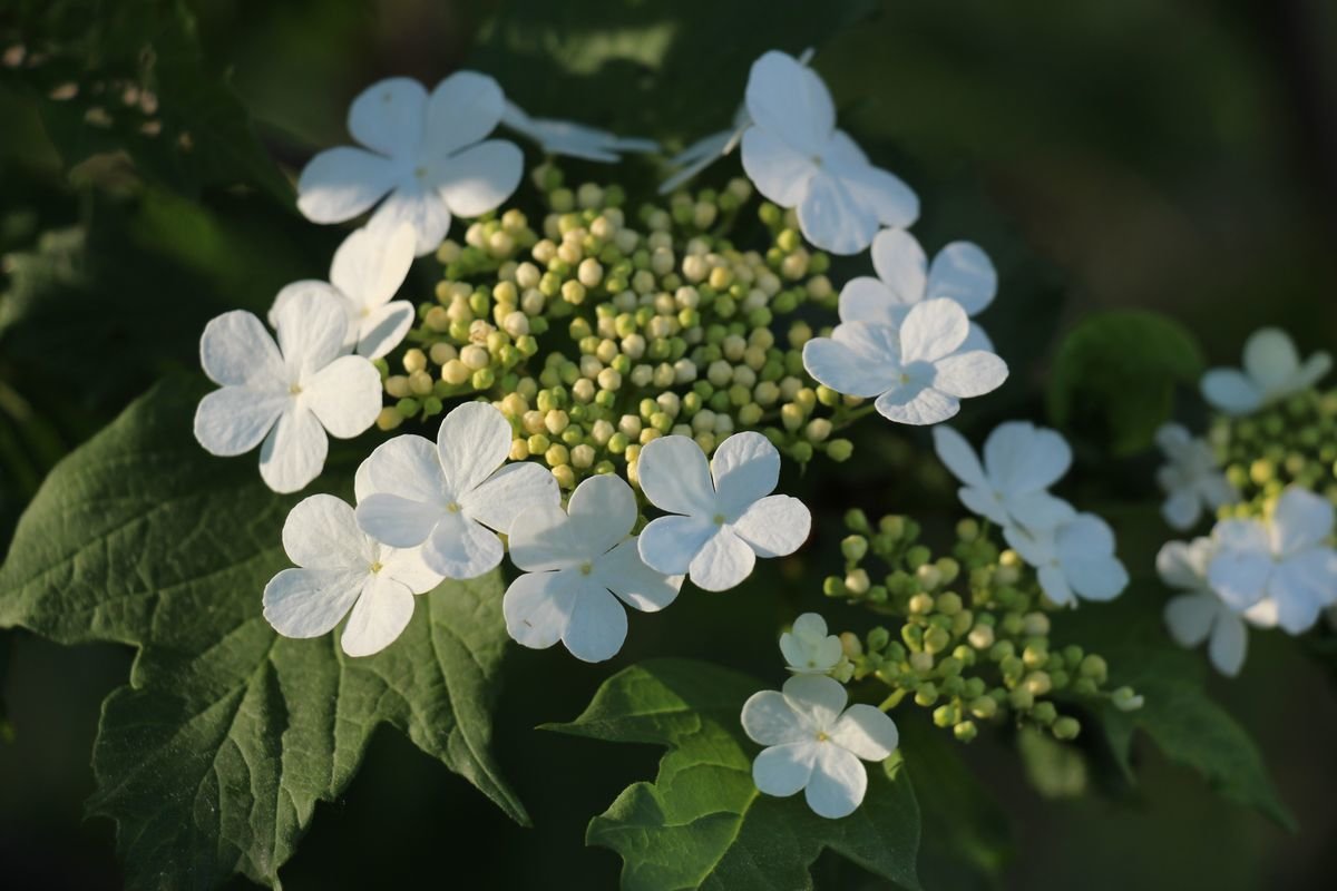 белые цветы - Александр Корнелюк