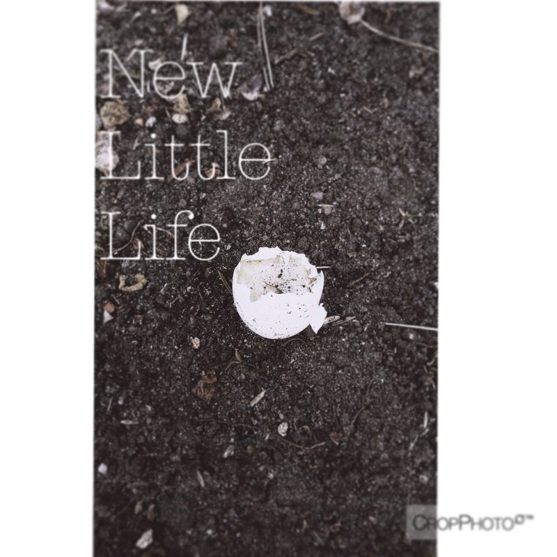 New little life - Катерина 