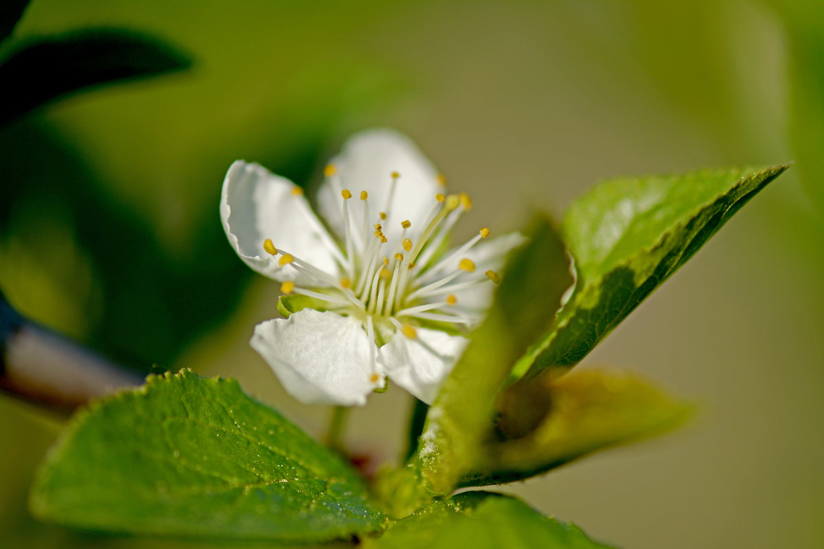 Цветок войлочной вишни - Юрий Митенёв