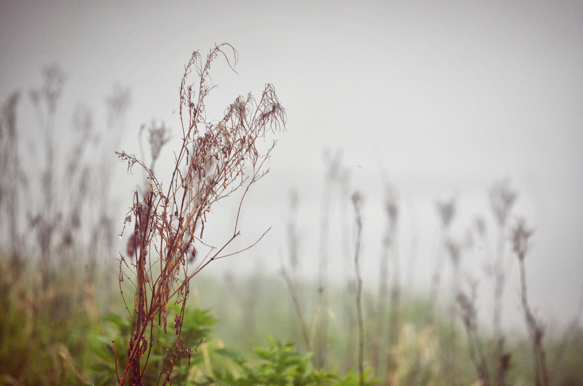 Травка-корявка в тумане - Анна Александрова