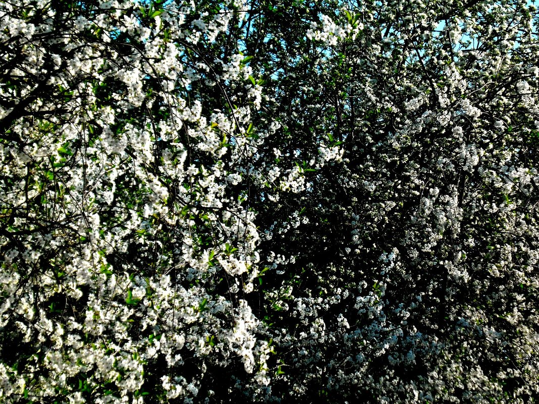 Цветение дерева - Анастасия 