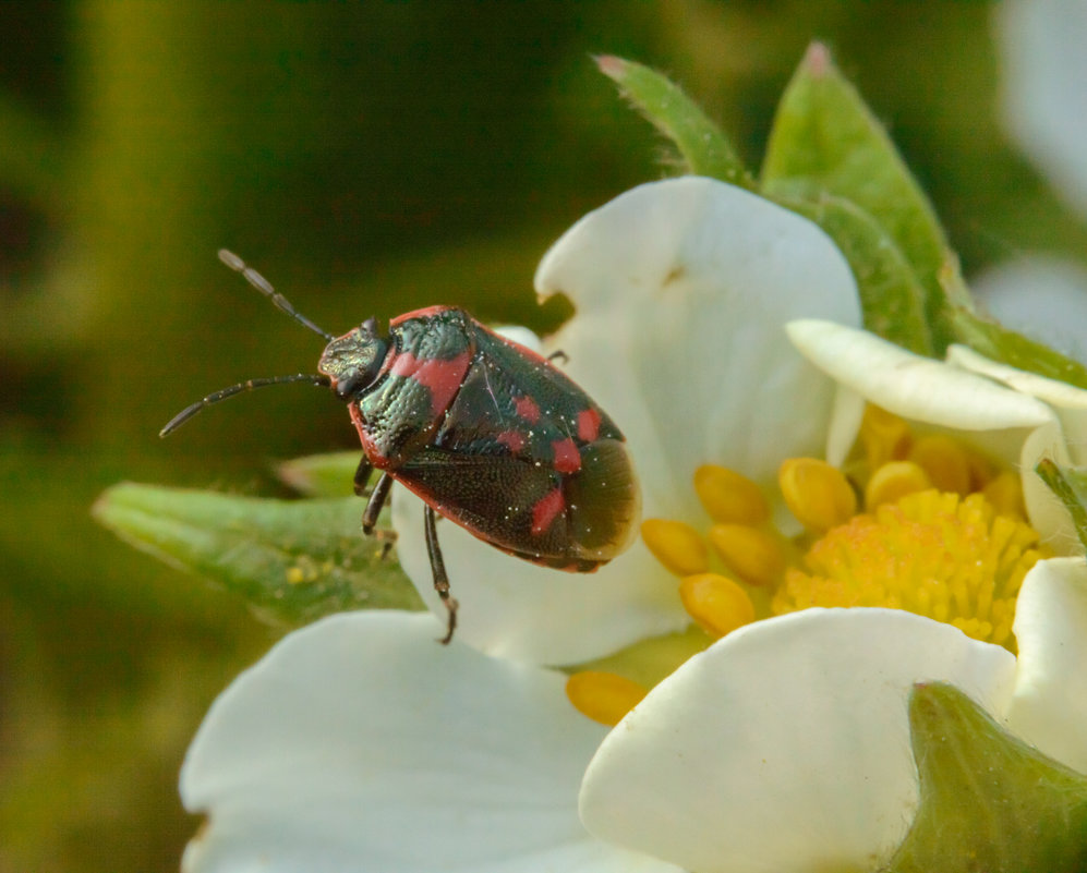 Какой-то жук на цветке земляники - Валерий Плотников