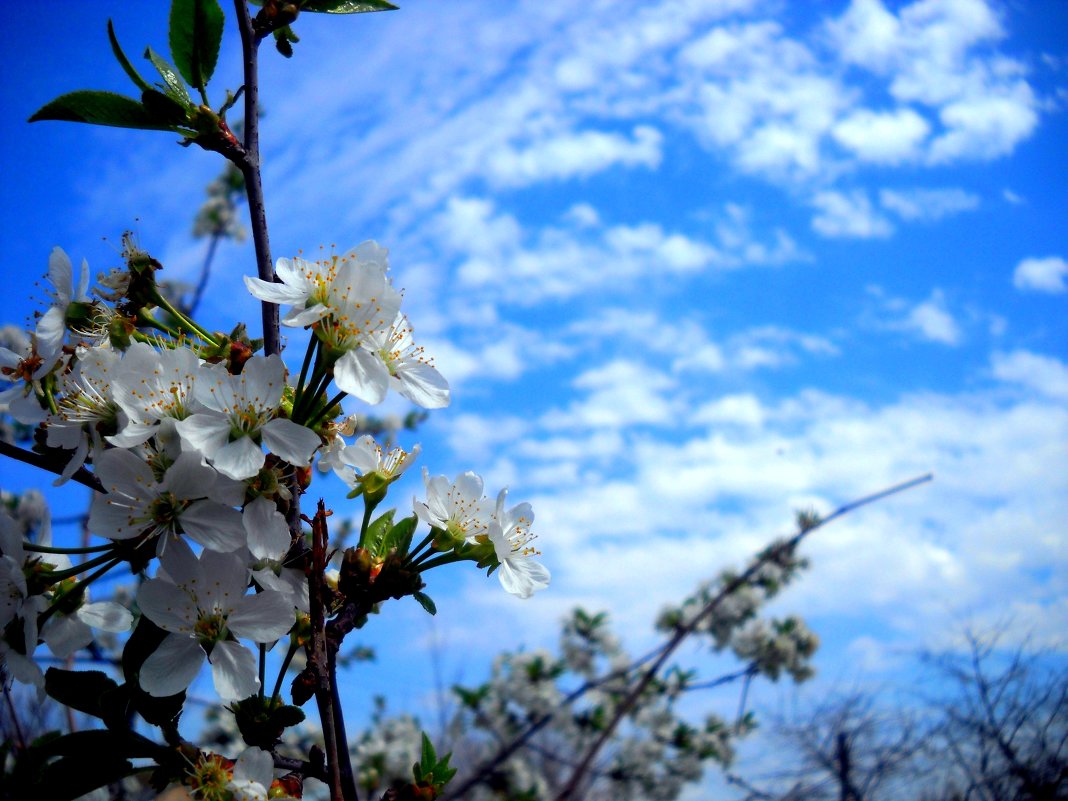цветущая вишня и красивое голубое небо - Ольга 