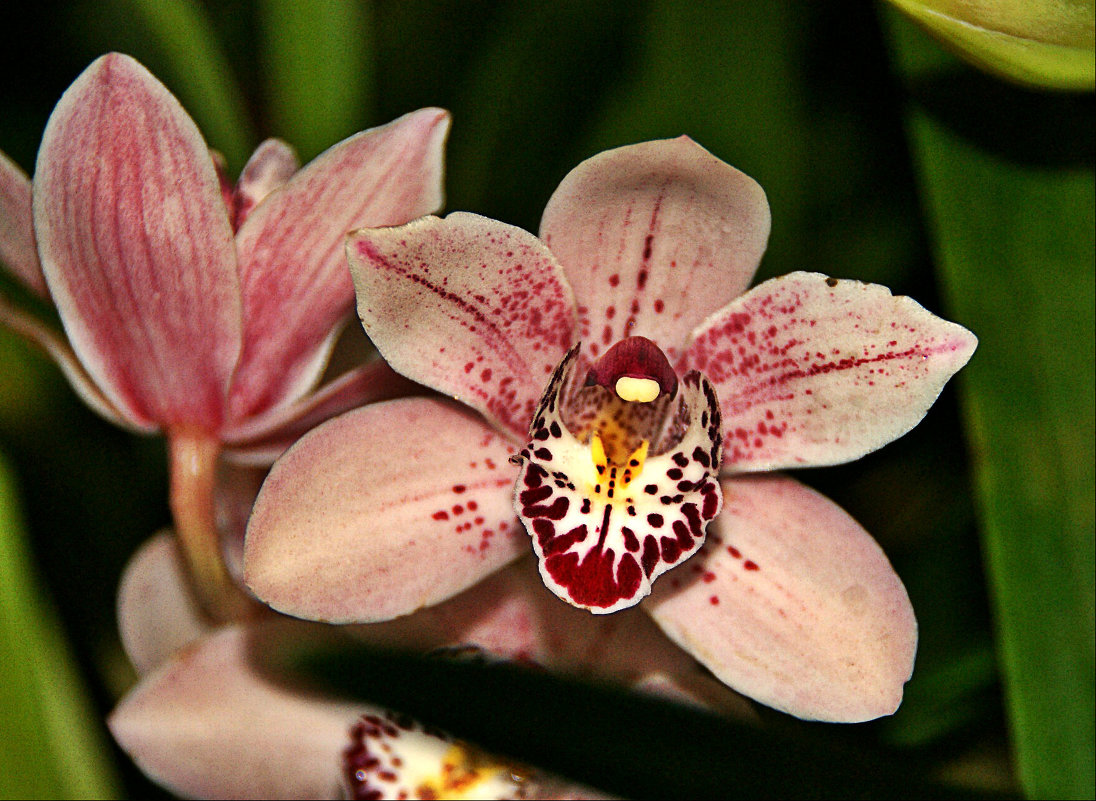 Орхидея - Наталия Короткова
