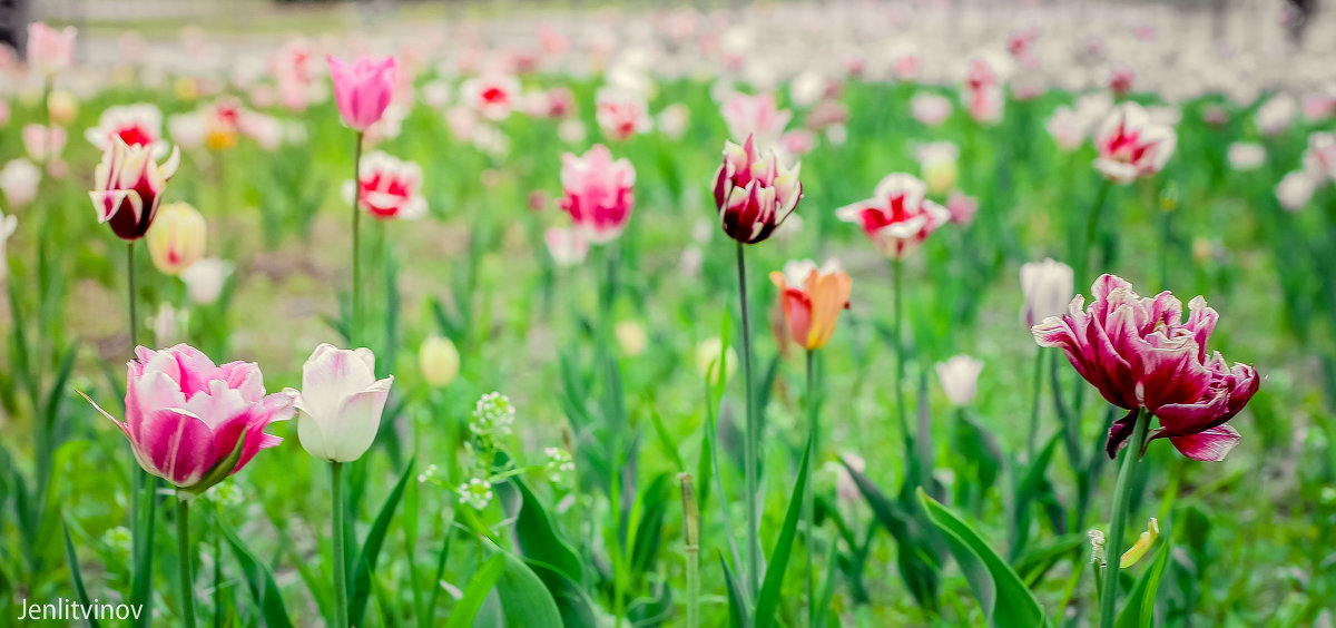 поле тюльпаны - Евгений Литвинов