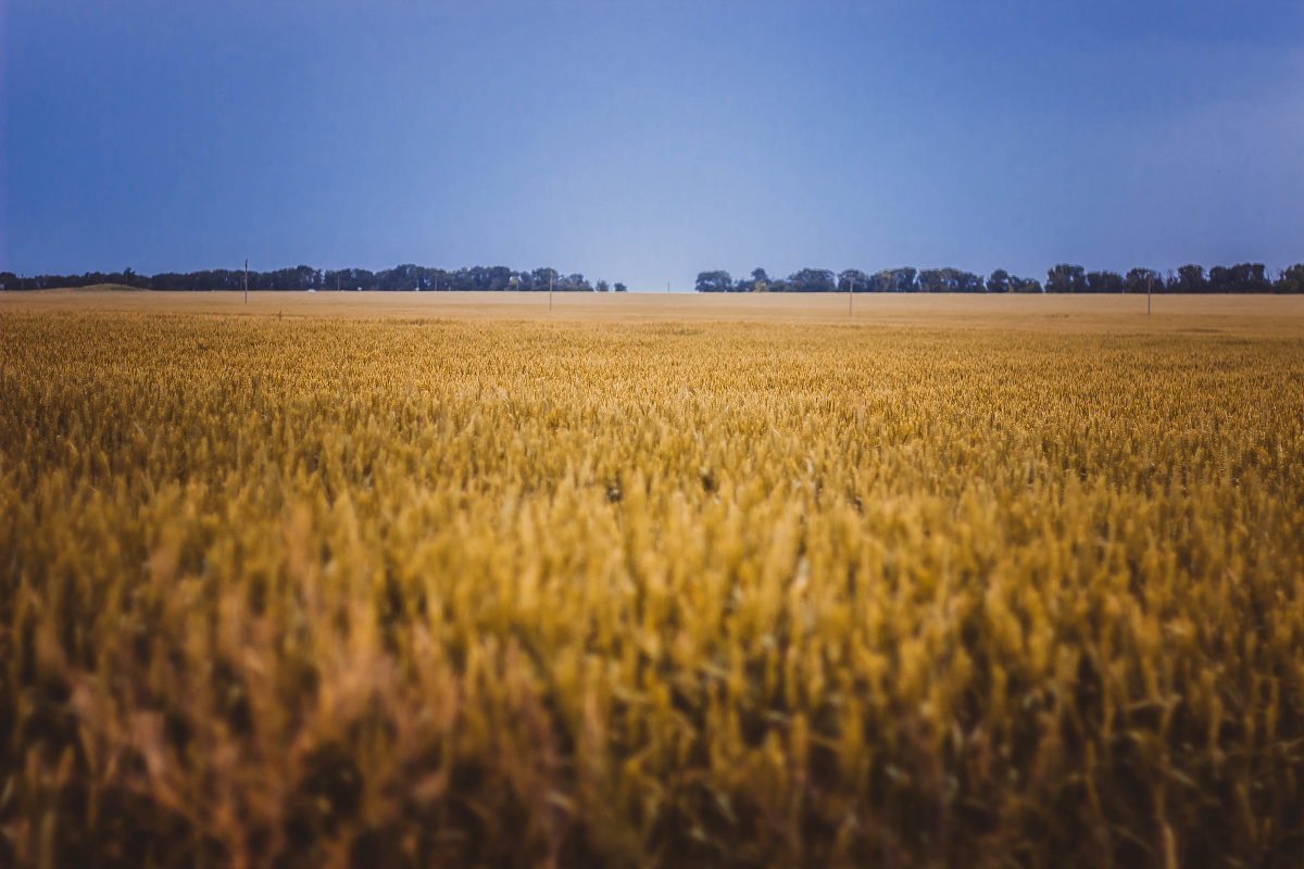 Пшеничное поле - Анзор Агамирзоев
