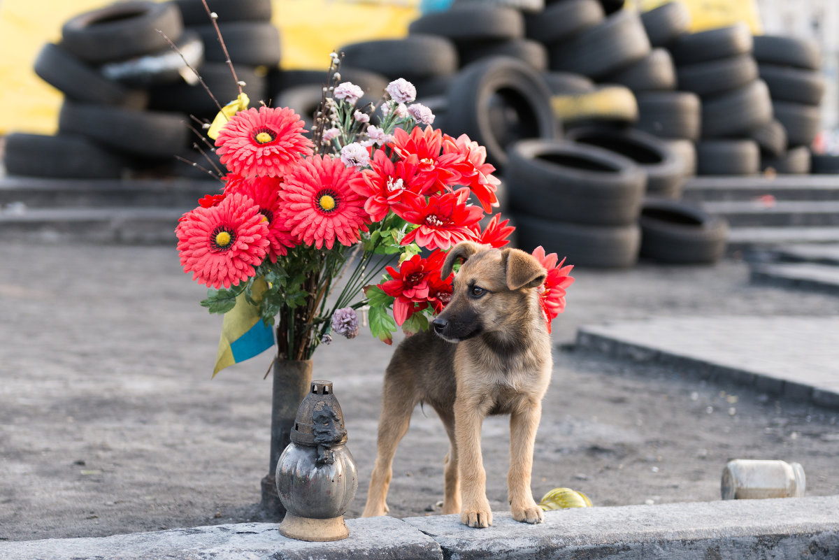 Майдан, Киев. июнь 2014 - Ирина Кеннинг