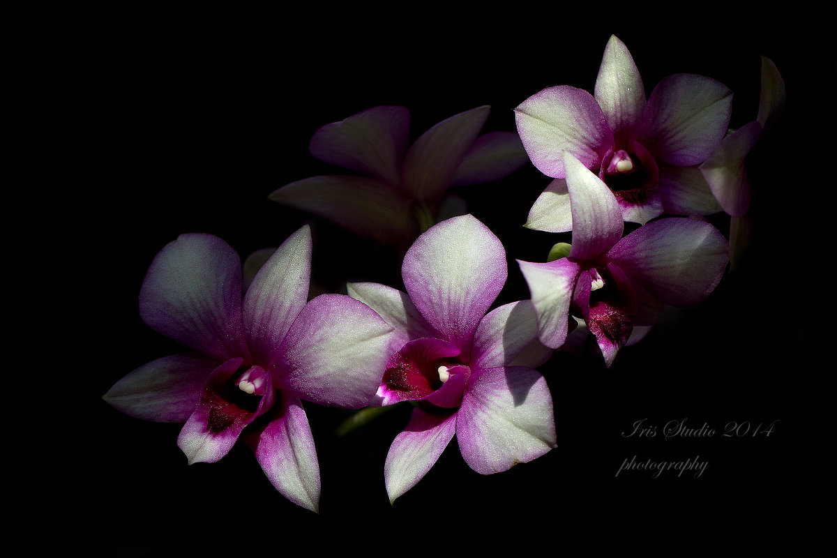 Orchidaceae- Dendrobium - Ирина Котенева