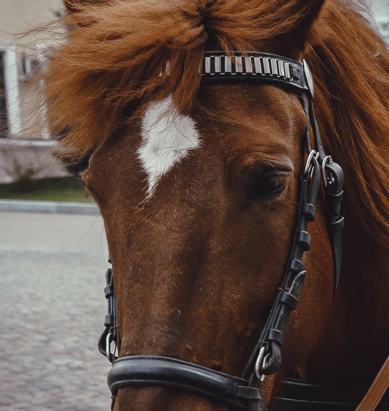 лошадь - Valdemar Axion