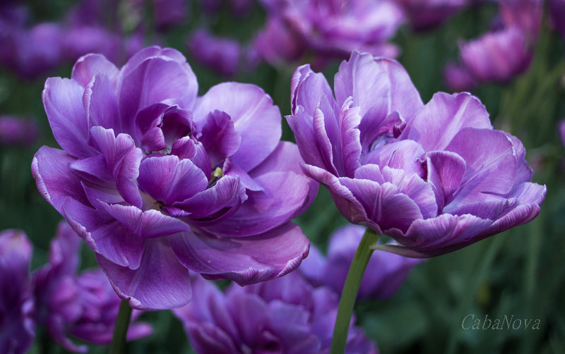 Тюльпаны фиолетовые - Caba Nova