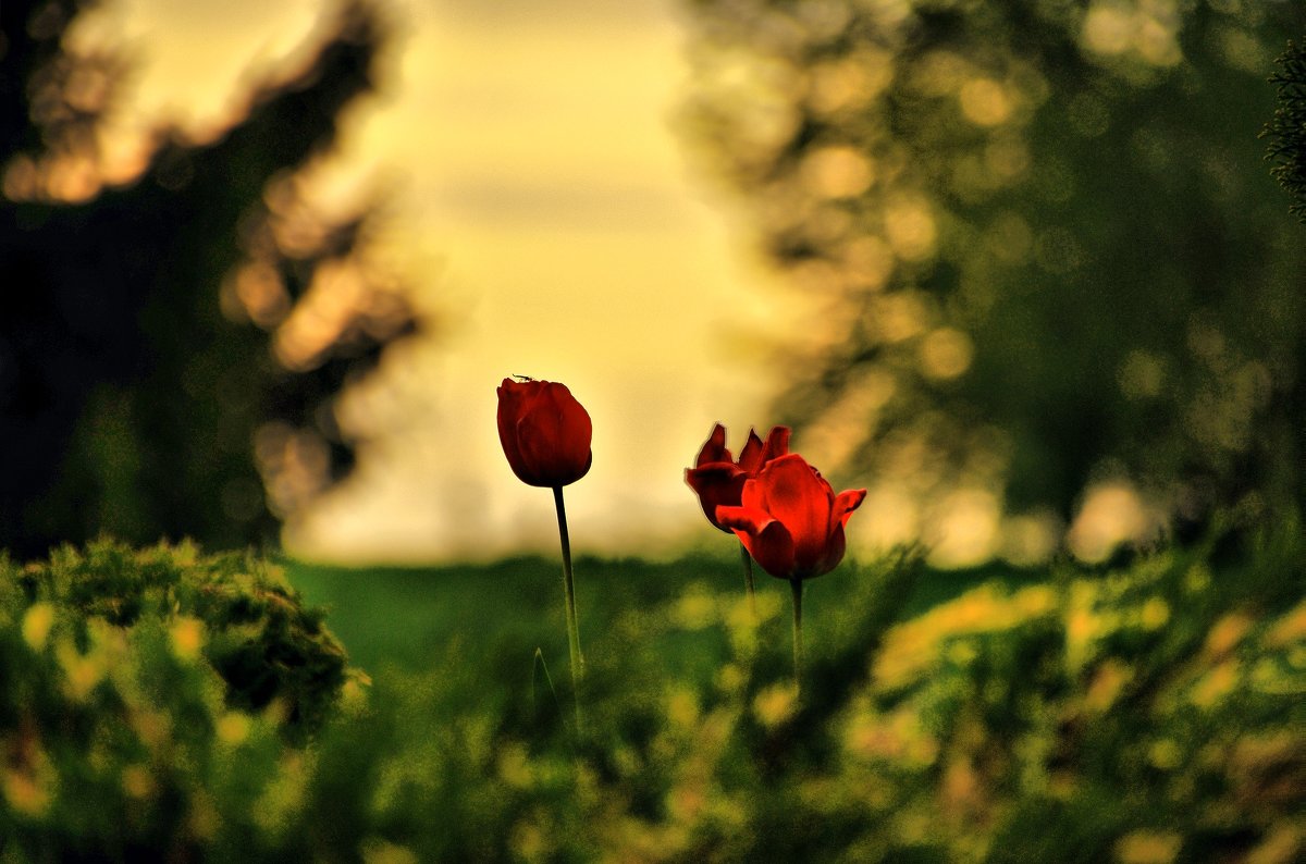 Тюльпаны  на закате - Андрей Куприянов