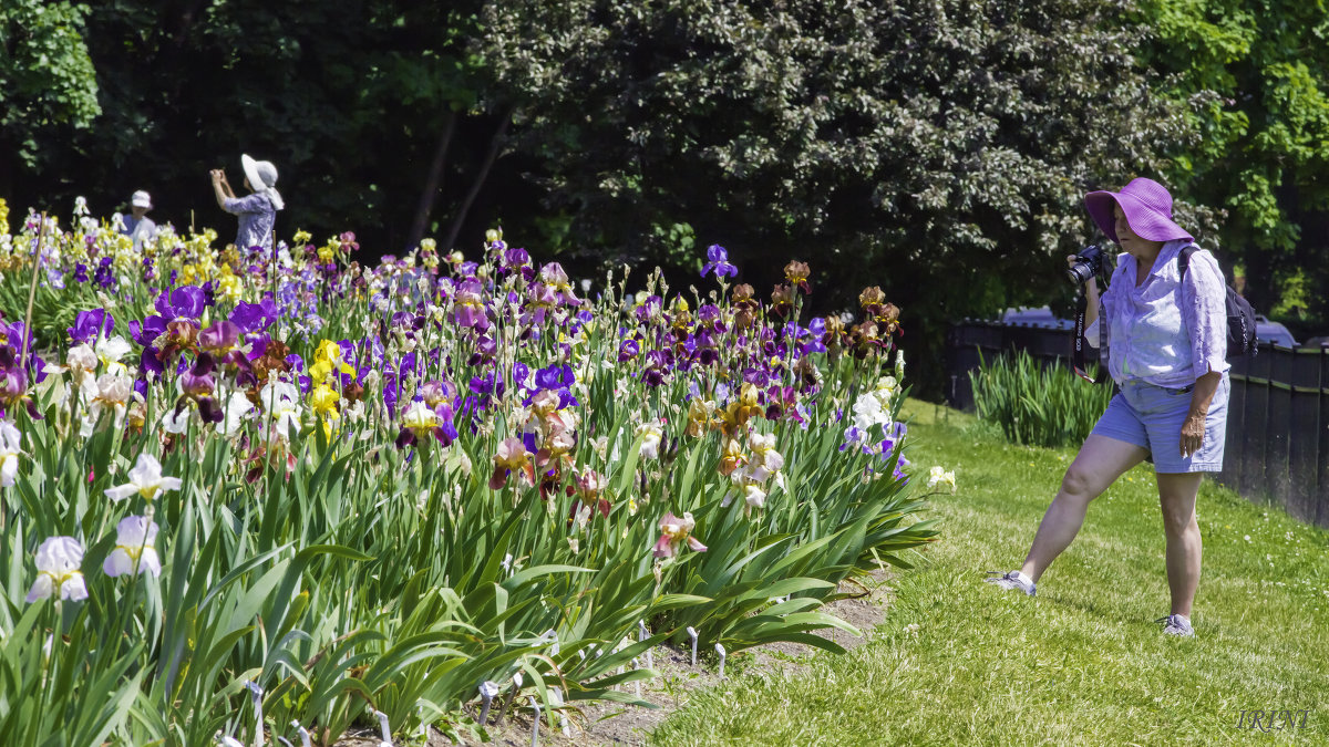 Iris Garden - Irini Pasi