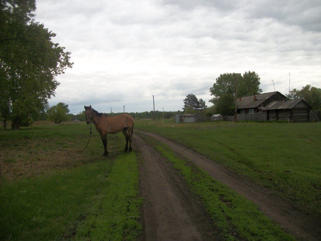 Лошадь в деревне - Анна Наумова