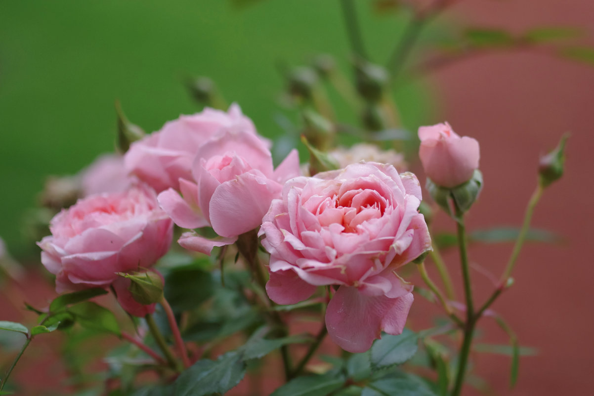 Розовые розы - Юка Волнистая