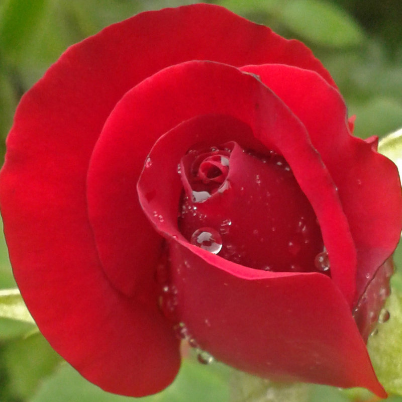 Роза 1 - Эдуард Цветков