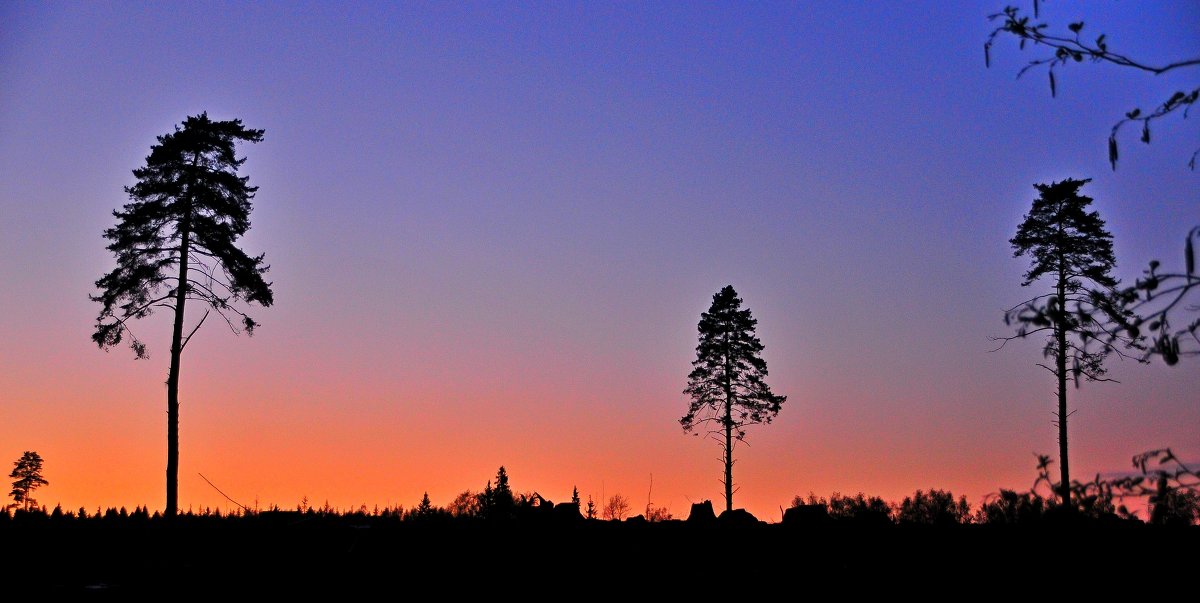 Подмосковный лес на закате дня - Андрей Куприянов