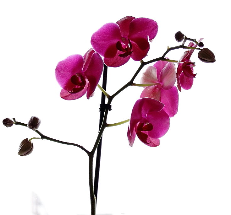 Орхидея на фоне хмурого неба за окном - Андрей Николаевич Незнанов