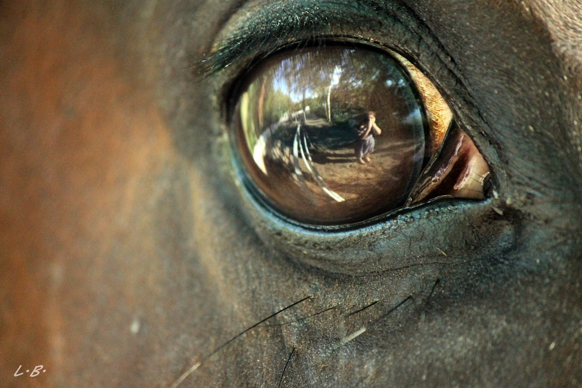 Глаз лошади - Любовь Боевец