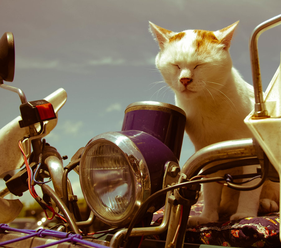 Moto-cat: portrait - Nina Uvarova