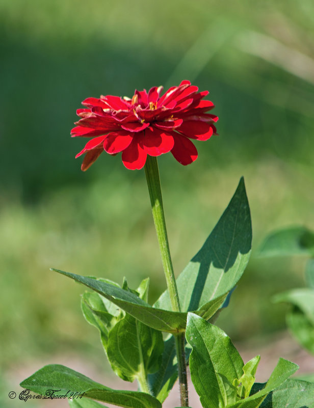 *** - Сергей Басов