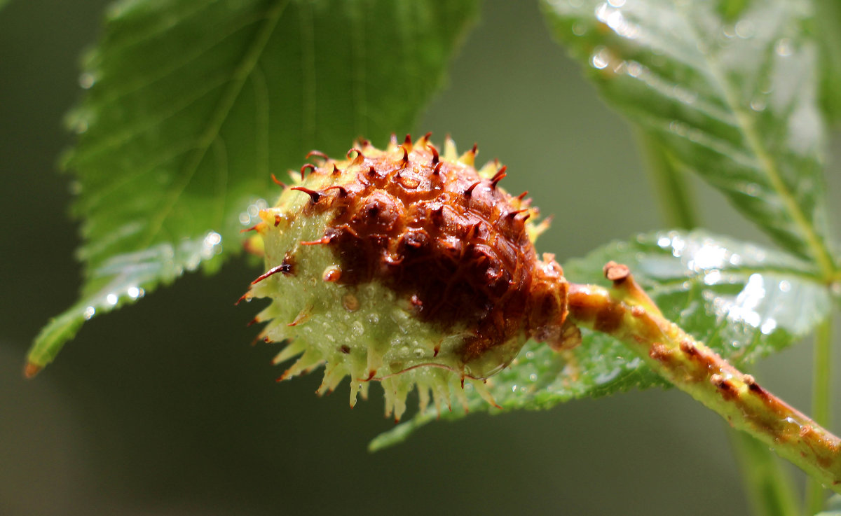 Aésculus hippocástanum - Dr. Olver