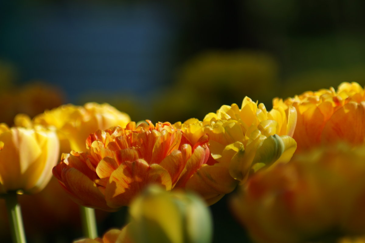 Тюльпаны - Александра Павлова