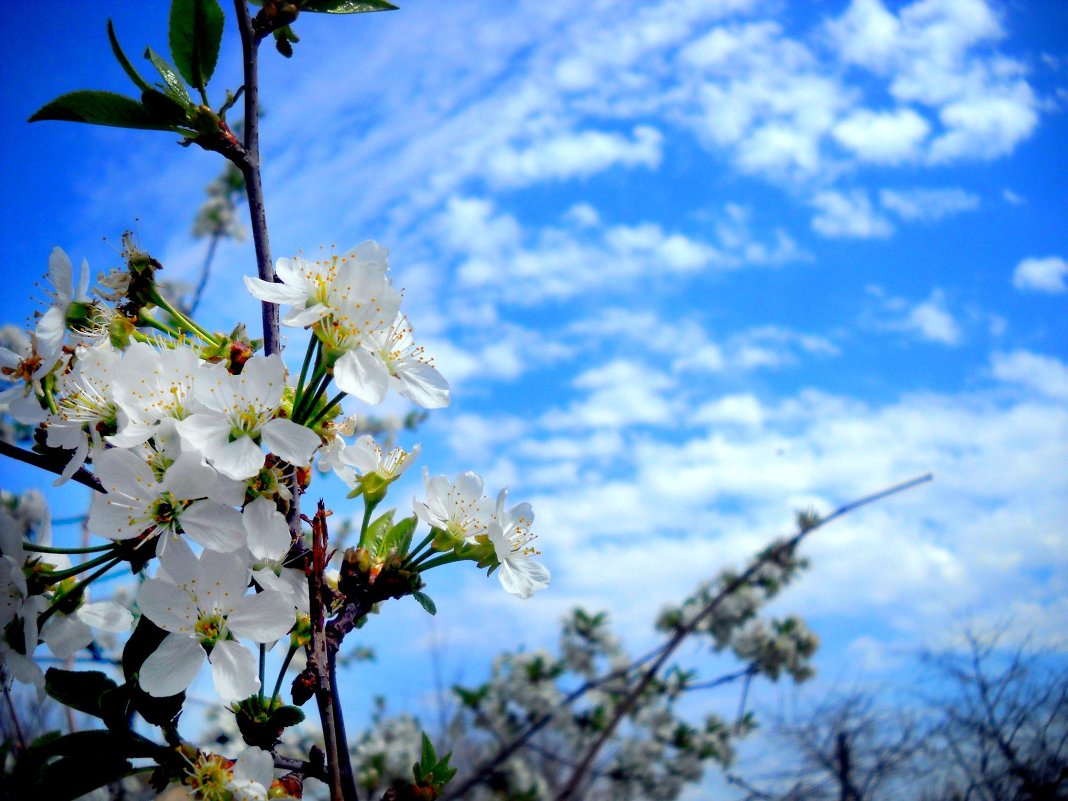цветет вишня - Ольга 