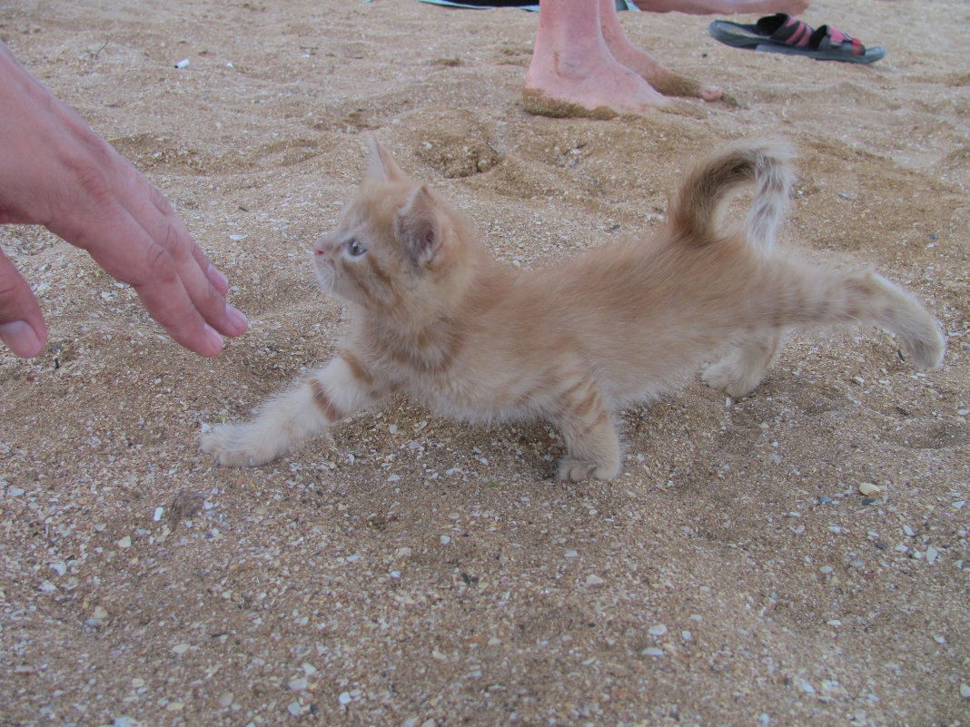 Котенок на пляже-2. - Руслан Грицунь