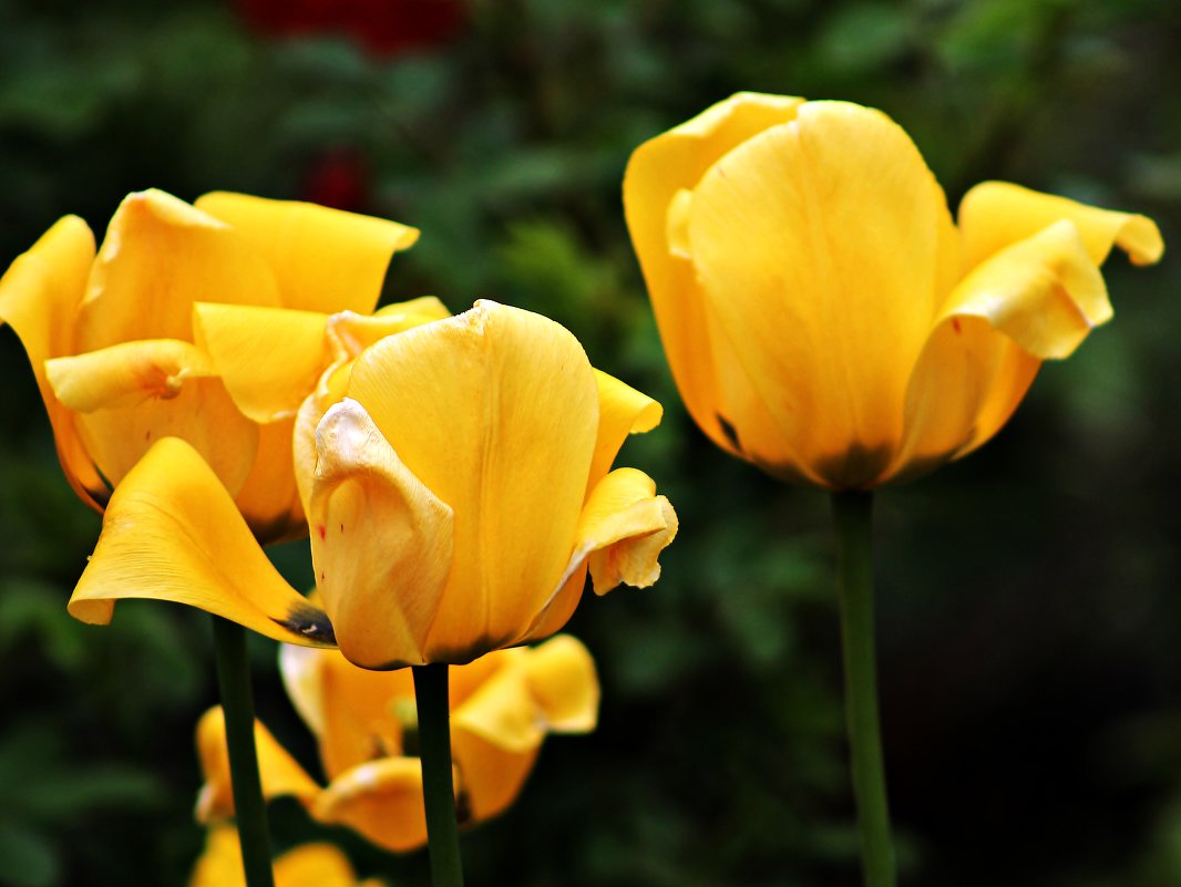 Желтые тюльпаны - GALINA 