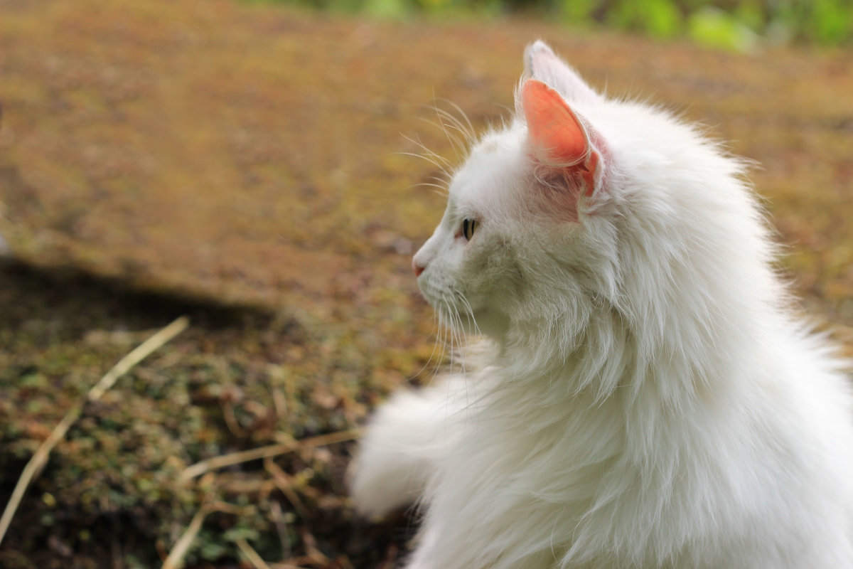Белый котэ... младший брат царя зверей - Николай Щеглов