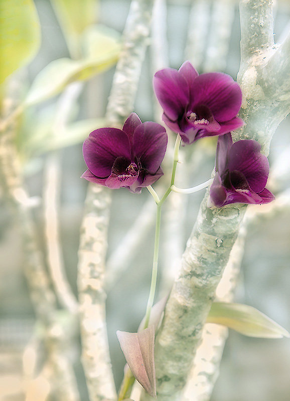 орхидеи - Alexander Romanov (Roalan Photos)