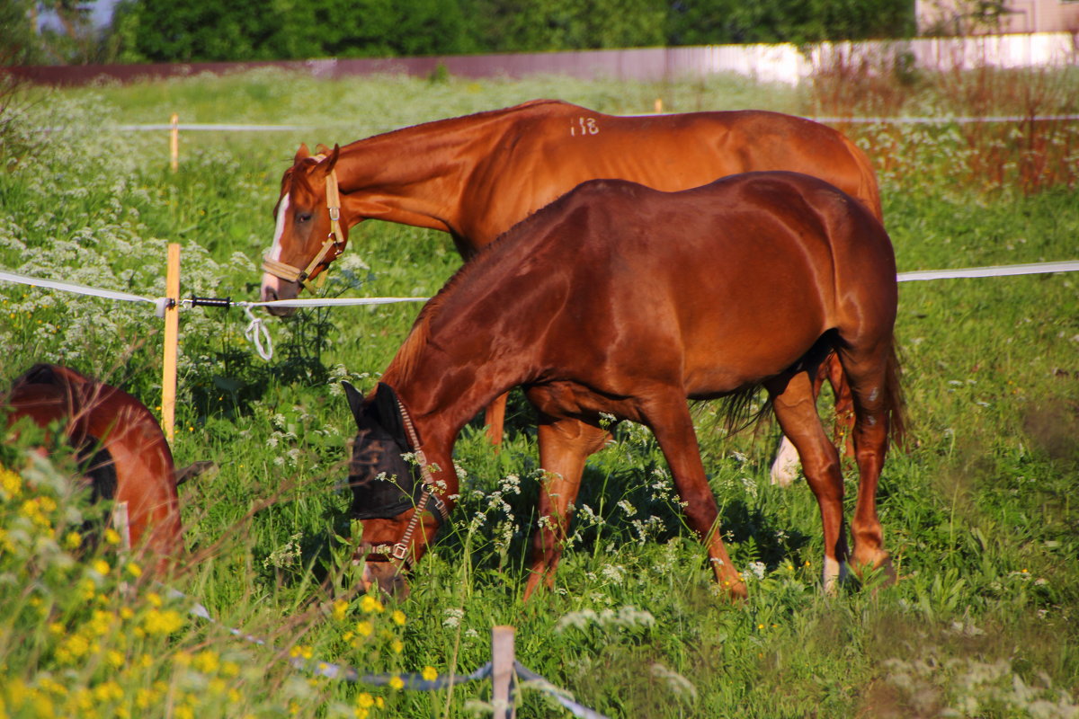 Лошади на поле - Aнна Зарубина
