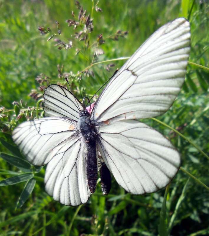 Бабочки - Олег Петрушов