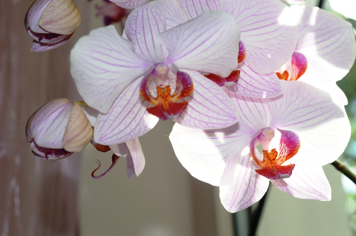 орхидея - сергей 