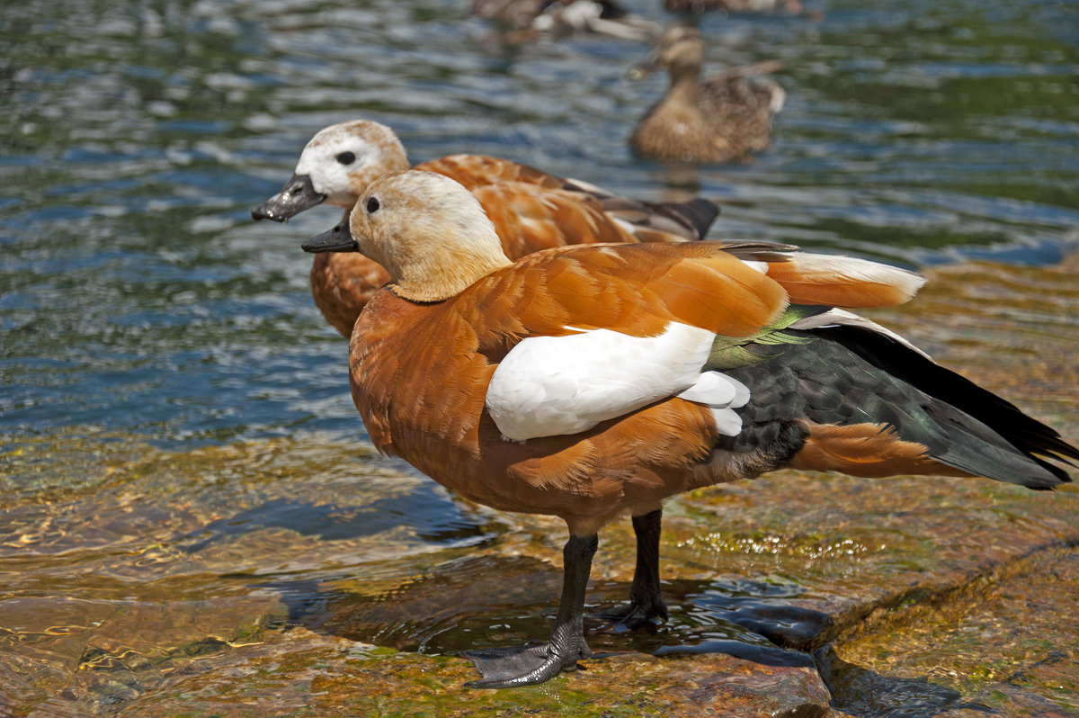 Duck`s pair - Roman Ilnytskyi